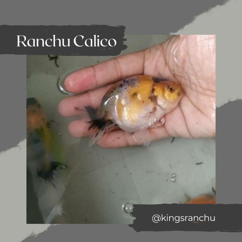 Ranchu Calico Tiny Tail