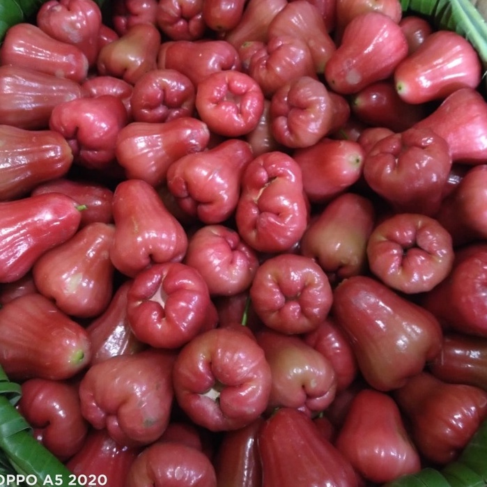 

Jambu Air Citra Red Manis Fresh Segar