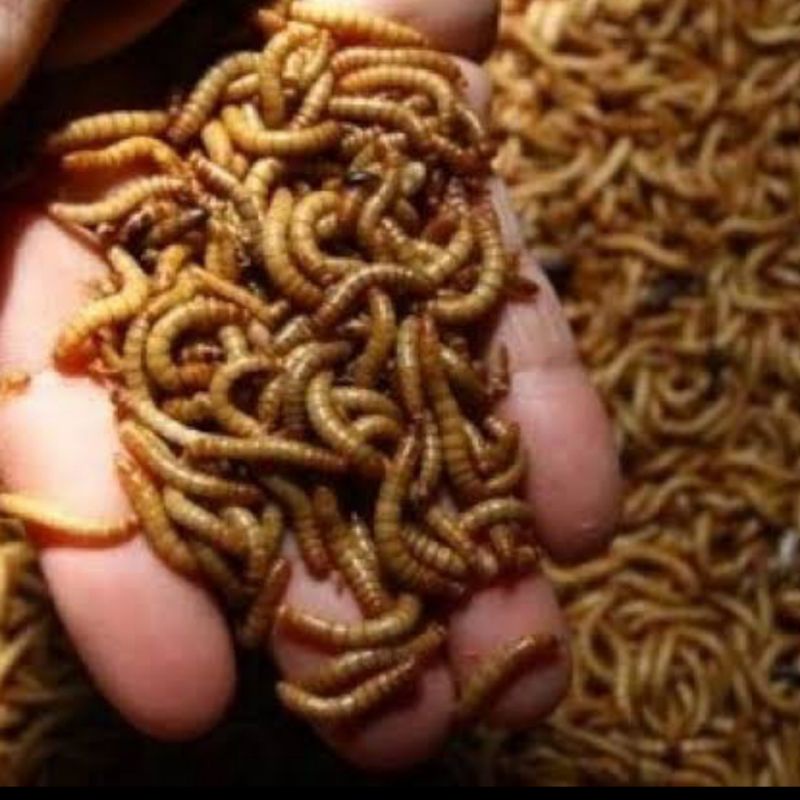Ulat Hongkong Hidup 1 kg Pakan Reptile, Burung, dll.