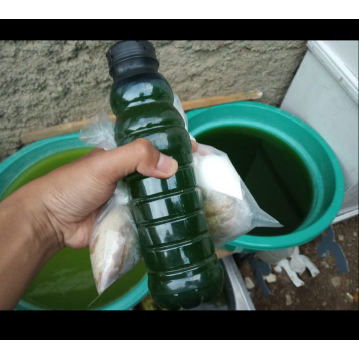 Chorela Green Water Premium untuk kultur kutu air dan daphnia magna pakan cupang guppy burayak ikan