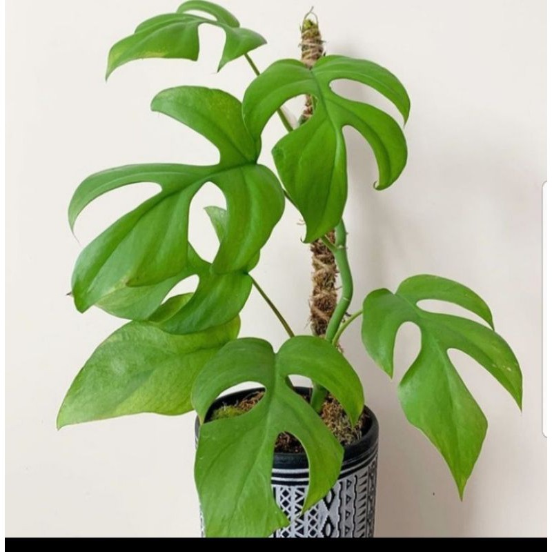 tanaman hias monstera mini - monstera minima tetrasperma - monstera minima