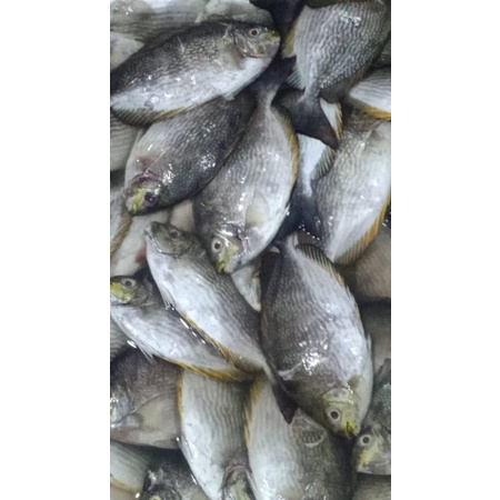 

BARONANG FRESH DAN FROZEN SEAFOOD SEGAR NELAYAN