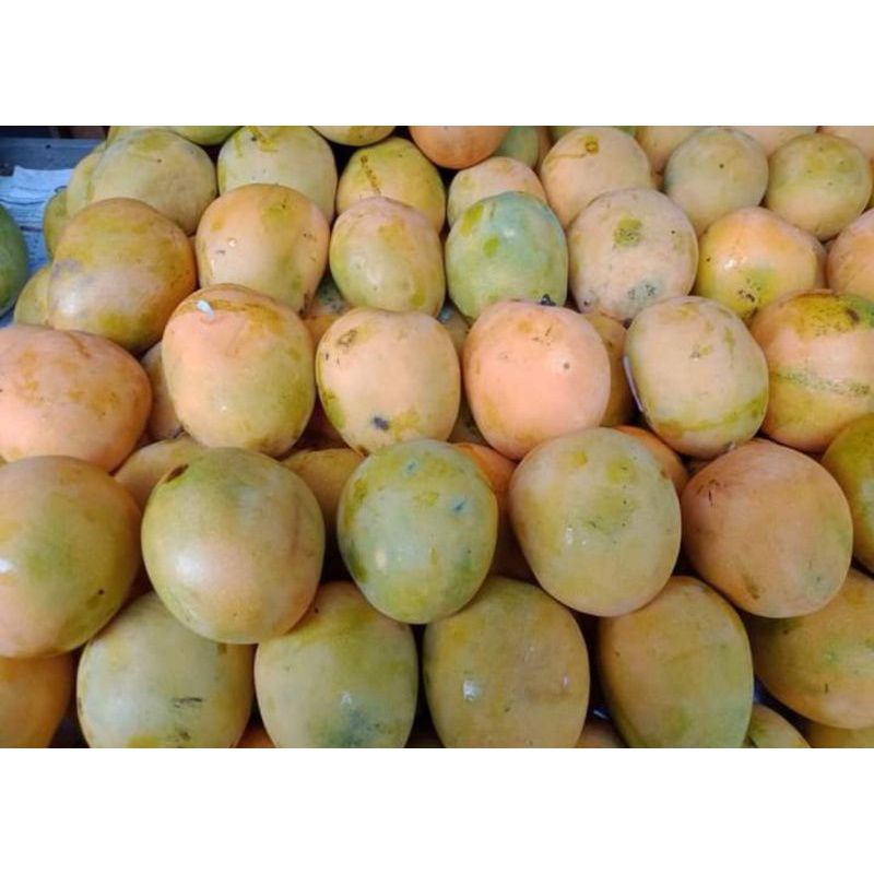 

Mangga Gedong Biasa 1/2Kg Buah Segar Bandung