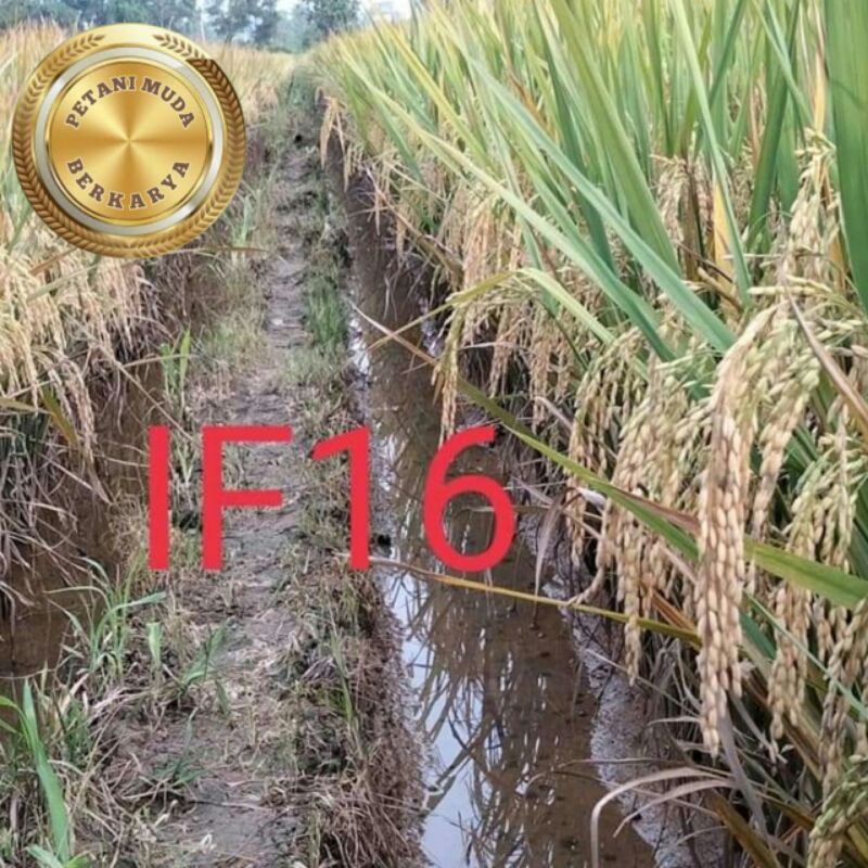 Benih Padi IF 16 bibit unggul asli Indonesia farmer padi tergolong tercepat panen diantara varian IF