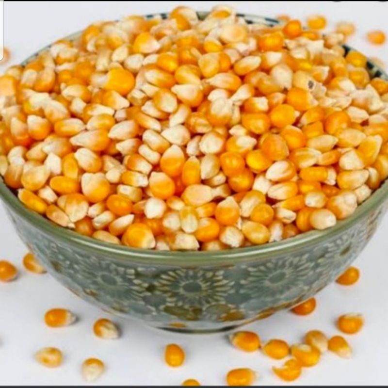 

Jagung Popcorn mentah ukuran 1 Kg Termurah