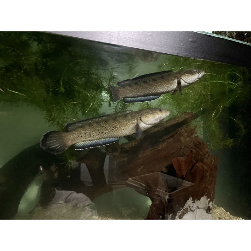 Stewarti Karbi Pair / Sepasang Proven 2x