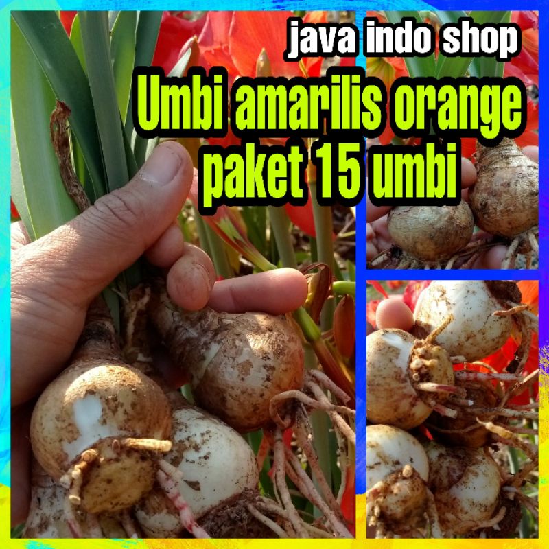 PAKET UMBI AMARILIS ORANGE ISI 15 UMBI / BIBIT AMARILIS / BUNGA AMARILIS