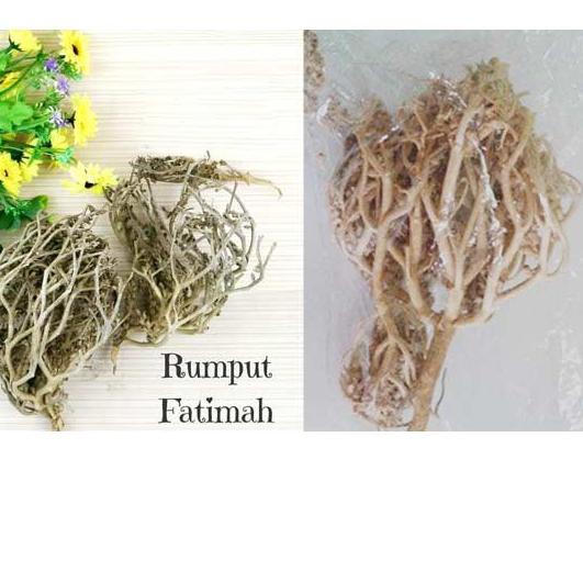 

limited Edition✔️HERBAL PELANCAR PERSALINAN RUMPUT FATIMAH SANGAT BAGUS BUAT IBU HAMIL JUGA, ORIGINAL ARAB SAUDI|SQ7