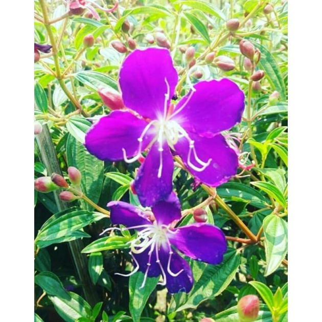 tanaman hias tabu cina /senggani