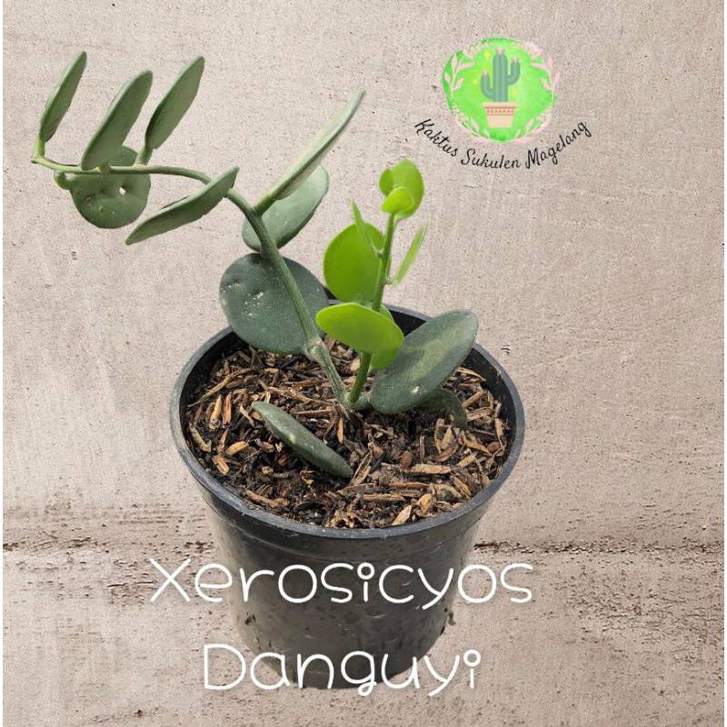 Sukulen Dollar Plants Xerosicyos Danguyi