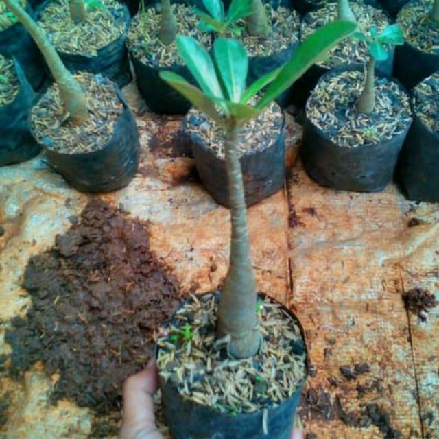 Pohon Kamboja Jepang