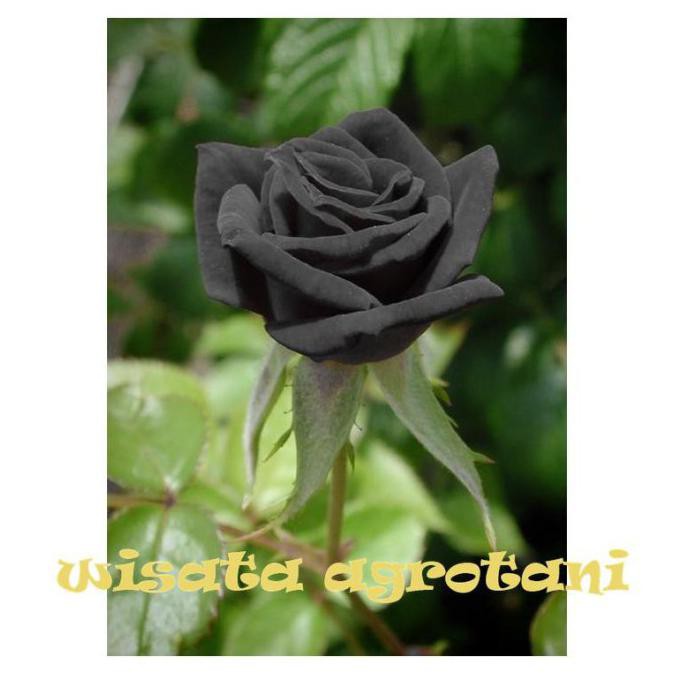 BIBIT BUNGA MAWAR HITAM BLACK ROSE IMPORT TANAMAN HIDUP MAWAR WISATA wangi