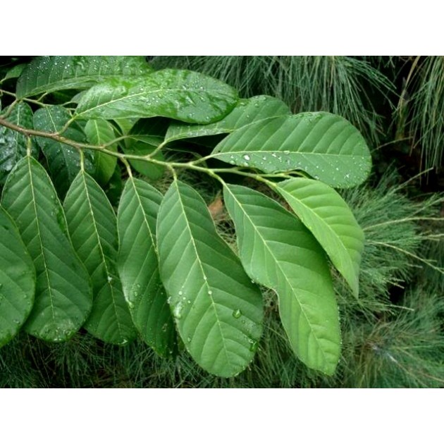

Daun Sirkaya Nona Segar