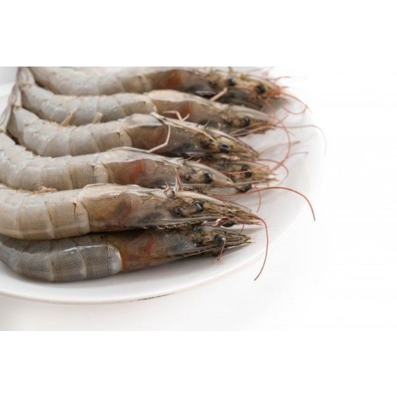 

udang 1gk