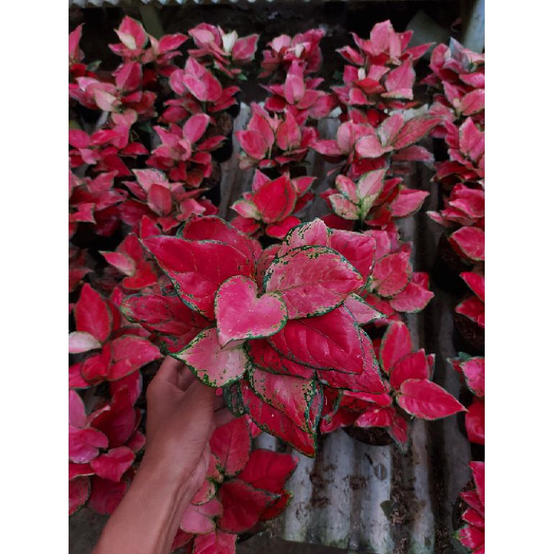 Aglonema Red Anjamani Merah Cantik