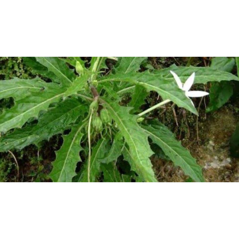 

Daun Sangkobak | Ki tolod segar