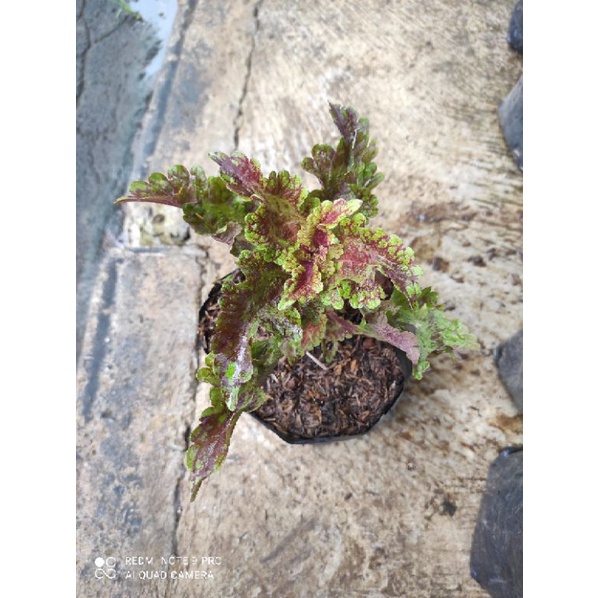 Miana Tanaman Hias Bunga Langka Pohon Coleus Merah Daun Miana Miyana Iler Premium 01