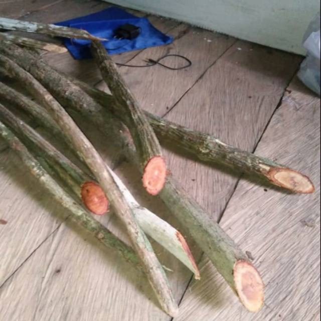 

Akar Bajakah asli kalimantan