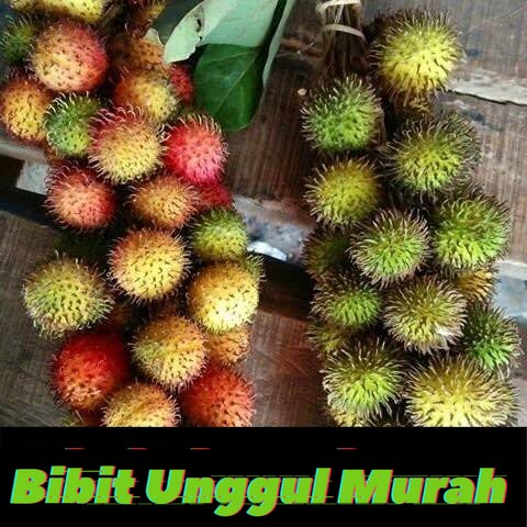 bibit tanaman rambutan rapiah