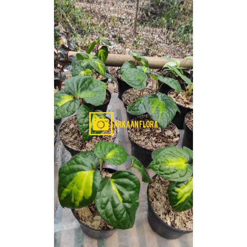 Tanaman hias sirih varigata kuning