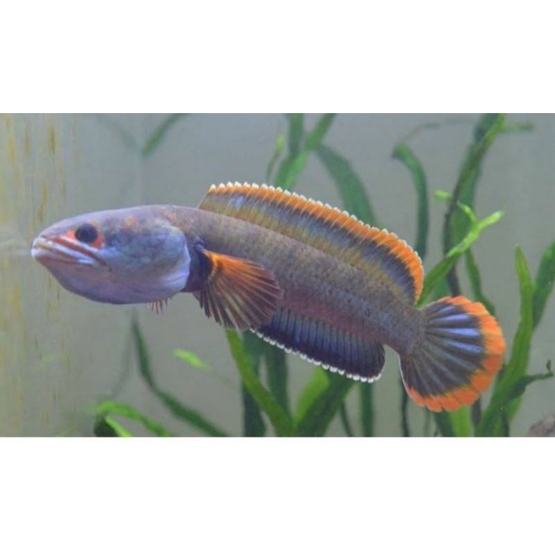 limbata CB 100% original lawu size 8-9