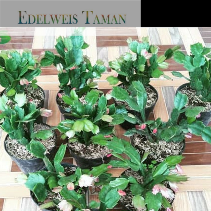 

NEW! ! Paket 9tanaman hias wijaya kusuma EDELWEIS