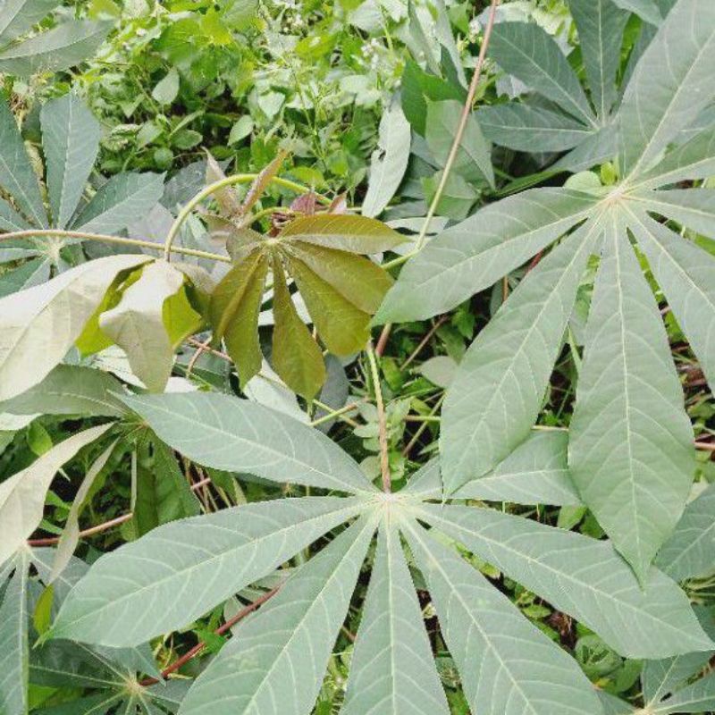 

Daun Singkong Racun segar kemasan 500 gram