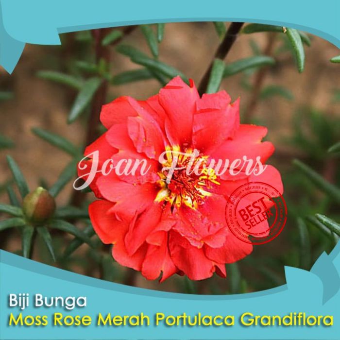 Bibit Tanaman Bunga Moss Rose Merah Benih Bibit Tanaman Hias Untuk Dekorasi Rumah