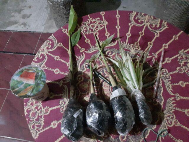 Tanaman Pisang Songgo Langit
