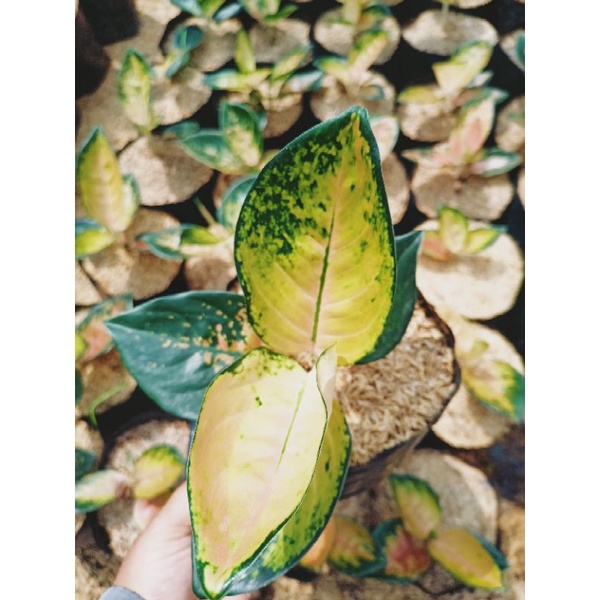 Aglaonema Sultan Brunai