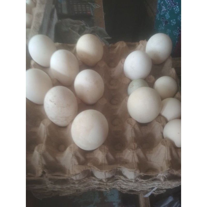 TELUR MENTAH ANGSA/ TERAPI KESUBURAN SPERMA KENTAL/ TERAPI VITALITAS JOSS