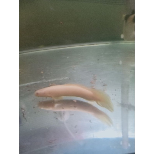 Ikan palmas albino slayer Gojek/Grab
