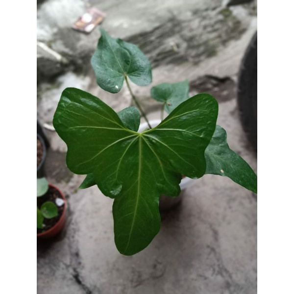 anthurium macrolobium