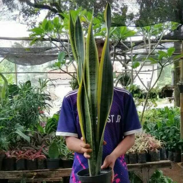 Tanaman hias sansivera tinggi 1 meter - Pohon lidah mertua