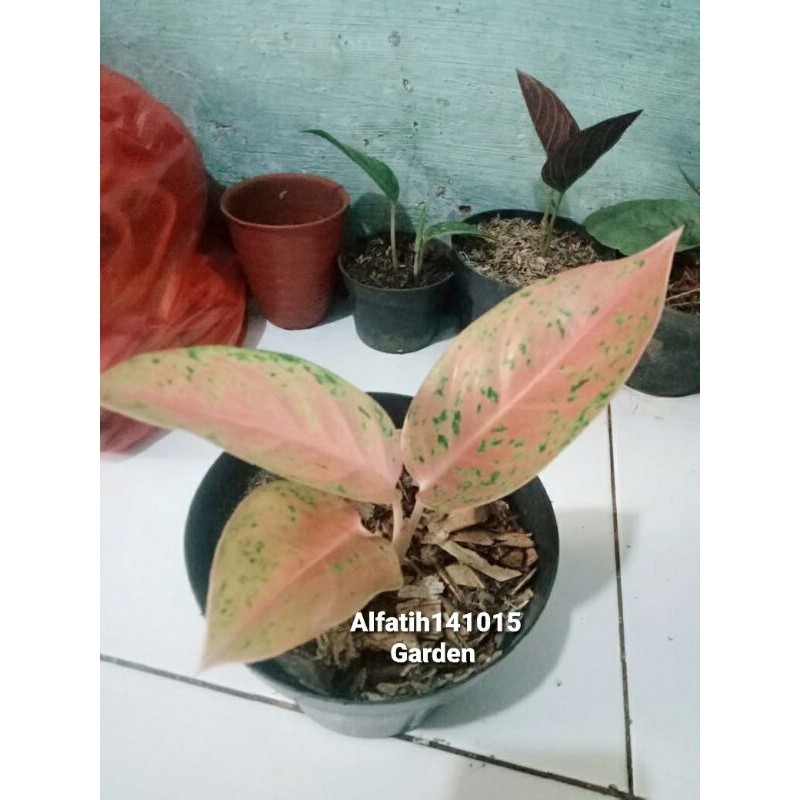 tanaman hias aglonema bidadari-aglonema bidadari-aglaonema bidadari-tanaman hias pohon aglo bidadari