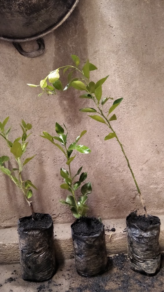 Bibit Jeruk Chokun Madu Manis Jeruk Chokun Thailand Okulasi