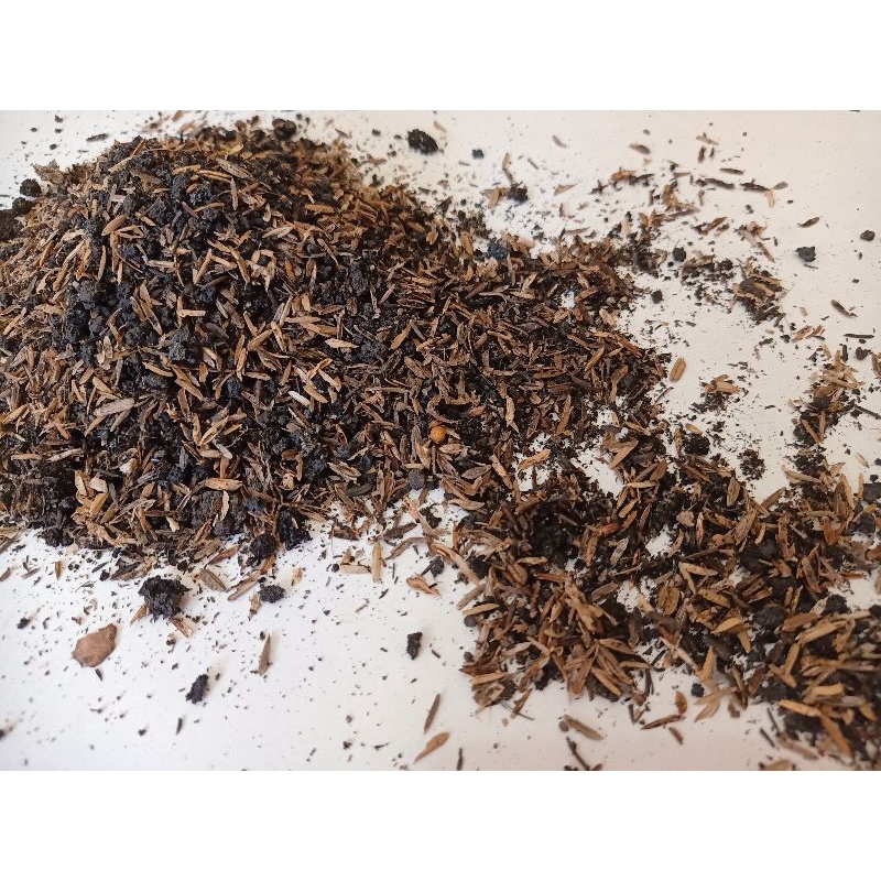 MEDIA TANAM AGLONEMA & PHILO