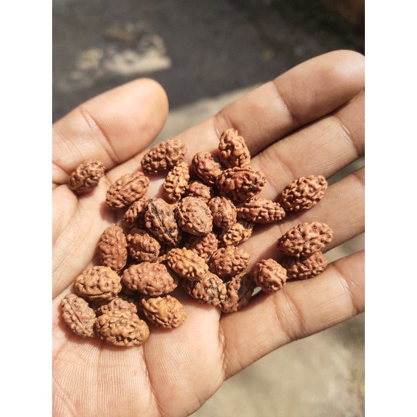 jenitri rudraksha mukhi 2 original