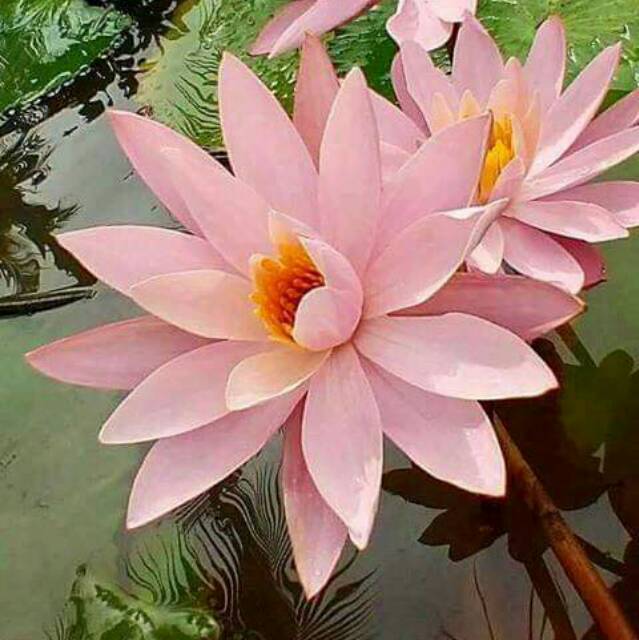 nungarumbiyanizanuarista