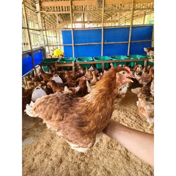 Pullet Layer Petelur Lohman Pulet Ayam Petelur Siap Telur ISA Brown Pulet ±14 Minggu Bandung