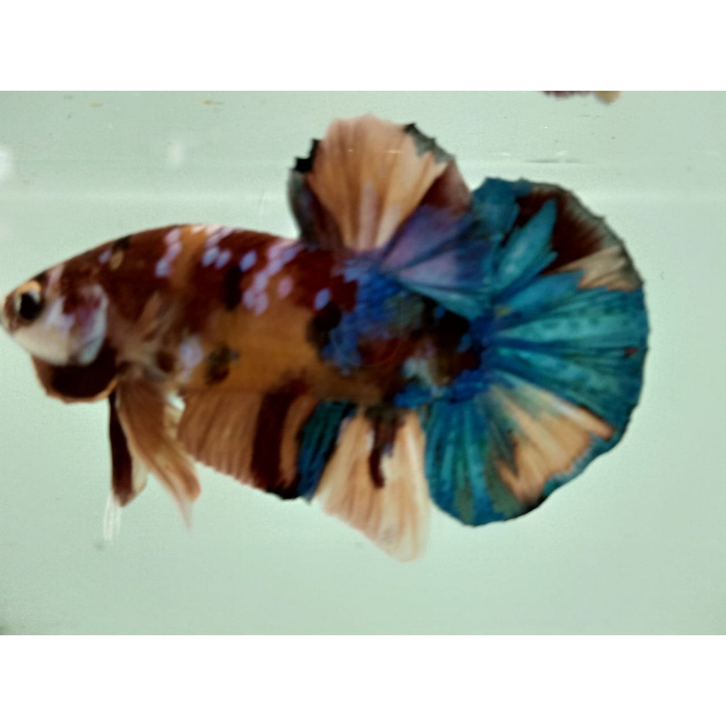 

(03)IKAN CUPANGmultycolour