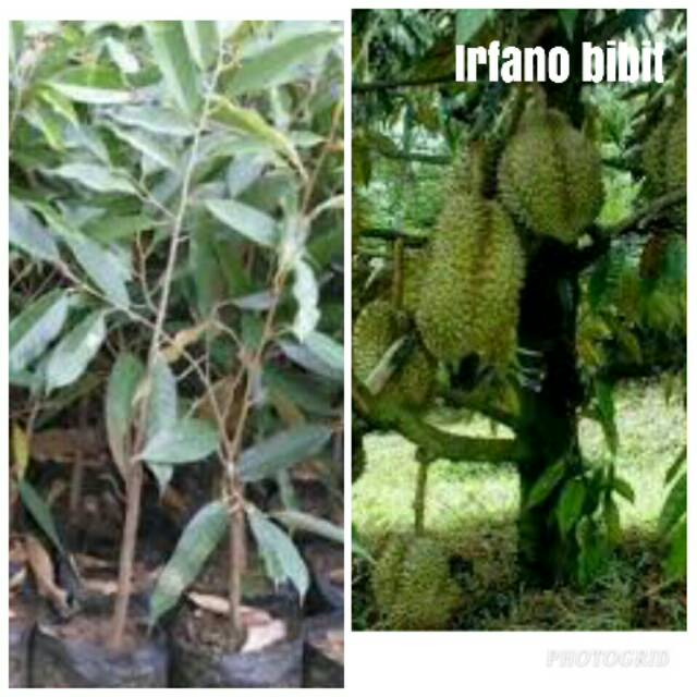 BIBIT DURIAN MONTONG
