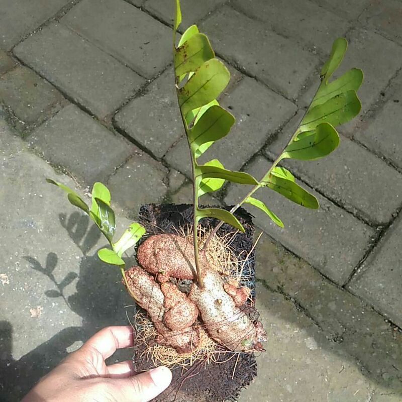 Lecanopteris Crustaceae