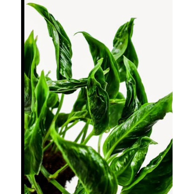 epipremnum shangrila aurea ekspor