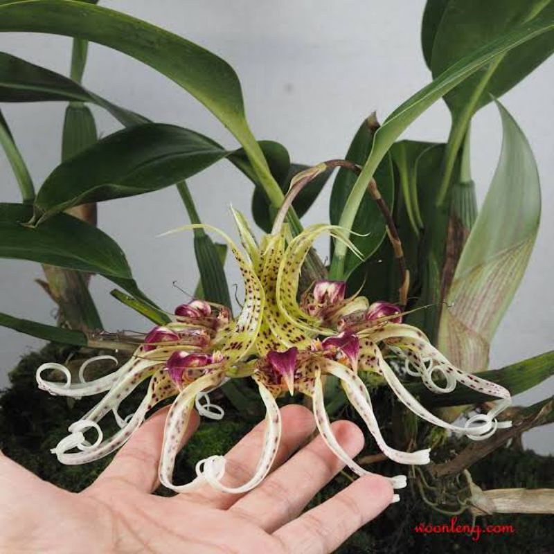Anggrek Gurita , bulbophyllum
