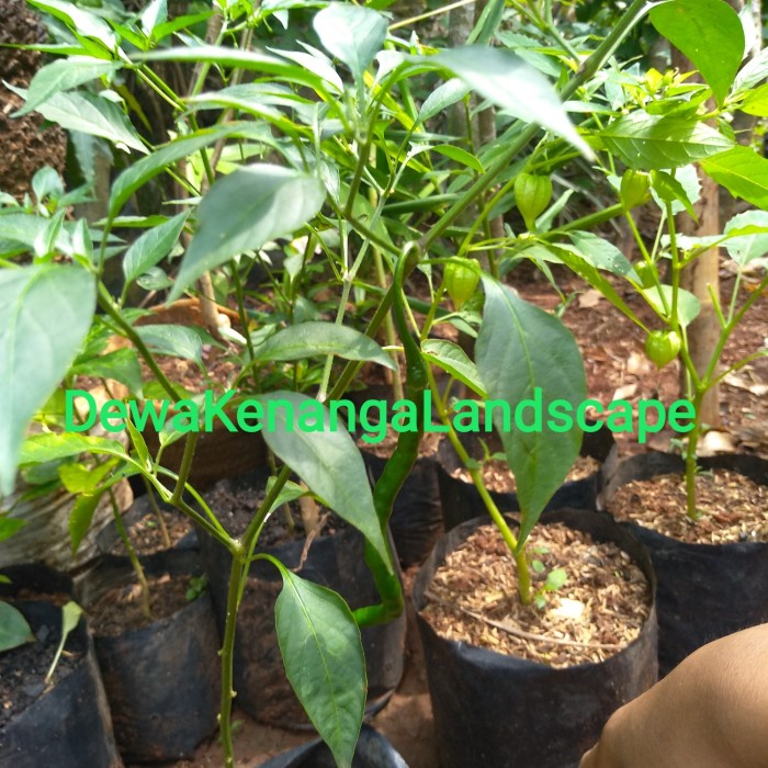 Bibit Pohon Cabe Keriting