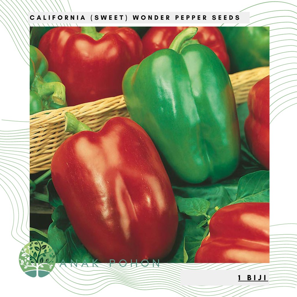 Benih Bibit Biji - Paprika California (Sweet) Wonder Pepper Seeds - IMPORT