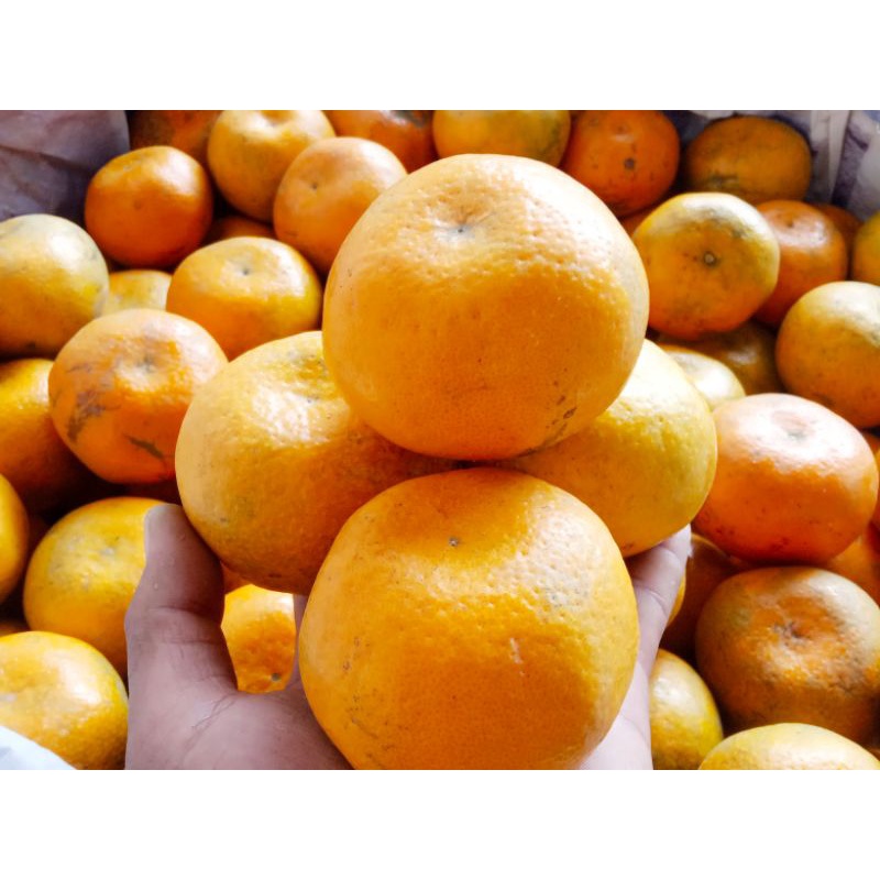 

jeruk medan asli (madu)
