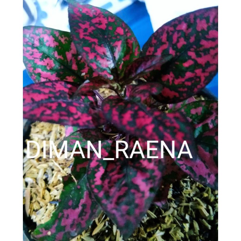 TANAMAN HIAS HYPOESTES MERAH