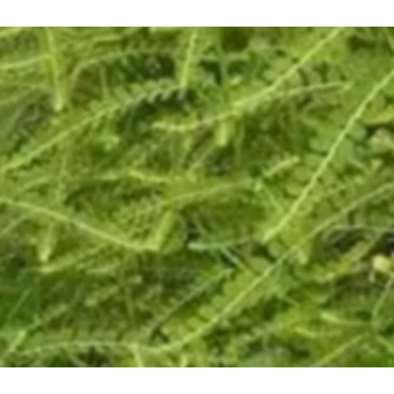

meniran lengkap /daun, batang, akar 100 gram